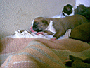 Bayita