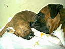 Berta y Tigresa Oscura