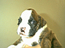 Chanchita