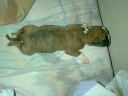 Machito
