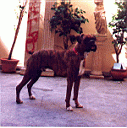 Pap Tyson