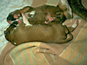 Descanso